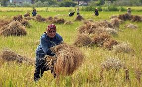 شالیزارهای استان گیلان آماده برداشت برنج