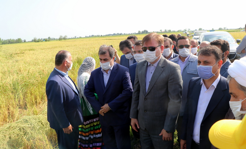 استاندار: مکانیزاسیون کاشت و برداشت برنج در گیلان به ۷۵ درصد رسیده است / استمرار نظارت ها برای جلوگیری از واردات و عرضه برنج همزمان با فصل برداشت