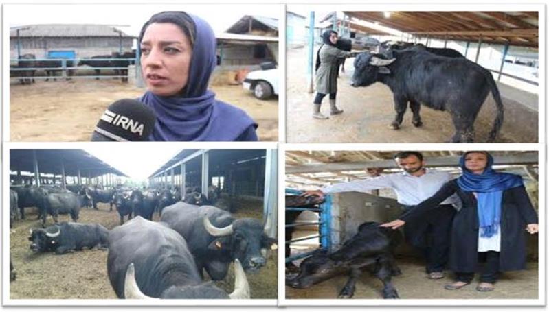 بانوی گیلانی از کار آفرینان برترکشور شد