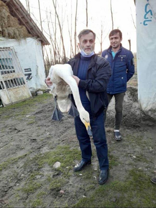 شهروند رشتی یک قطعه قوی فریادکش را به اداره محیط‌ زیست تحویل داد