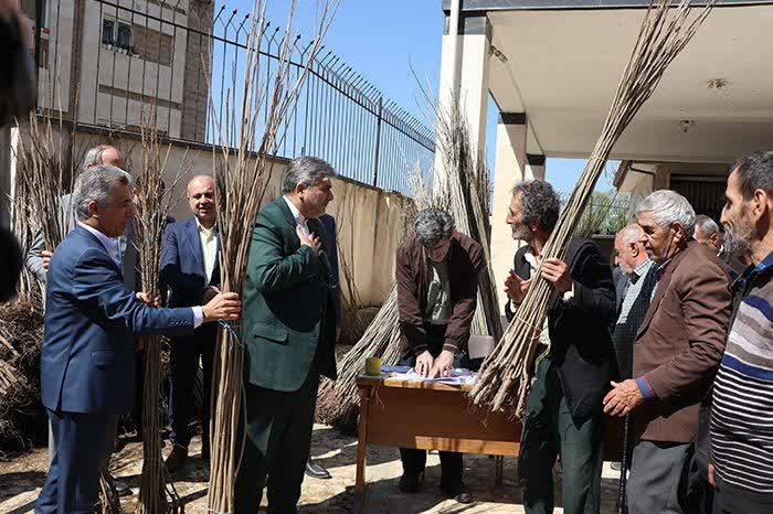 توزیع رایگان بیش از یکصد هزار اصله نهال صنوبر بین مددجویان گیلانی