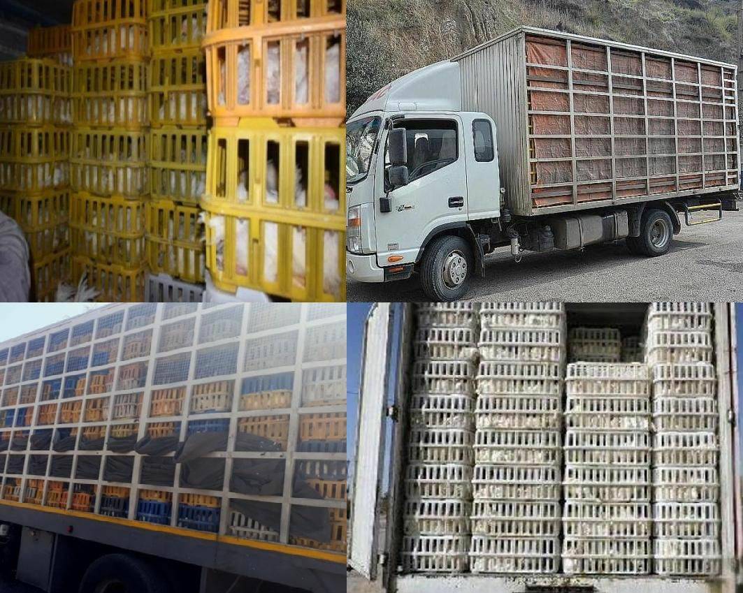 از خروج افزون بر ۲۸ تن مرغ از رودبارجلوگیری شد