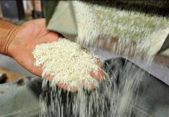 طرح نظارتی ویژه شالیکوبی در گیلان آغاز شد / نرخ تبدیل شلتوک به برنج سفید مصوب شد