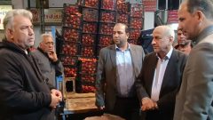 قیمت گوجه فرنگی با عرضه زیاد تا آخر هفته به تعادل می رسد