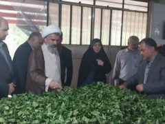 سرمایه‌گذاری در بخش چای نتیجه‌بخش خواهد بود