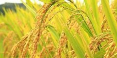 ارتقای کیفیت و کمیت شلتوک گیلان با توزیع گسترده کودهای شیمیایی یارانه دار