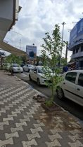 کاشت درختان جدید به‌جای درختان فرسوده در بلوار شهدا صومعه‌سرا